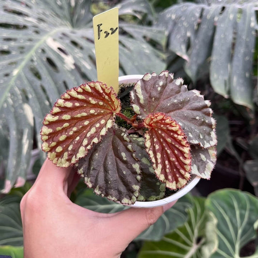 Begonia promethea, also known as Begonia beccarii, is a rare and stunning species native to the Bau District in Sarawak, Malaysia, and the Bengkayang Regency in West Kalimantan, Indonesia. Known for its unique foliage and growth habit, this begonia is a true gem for plant enthusiasts.
