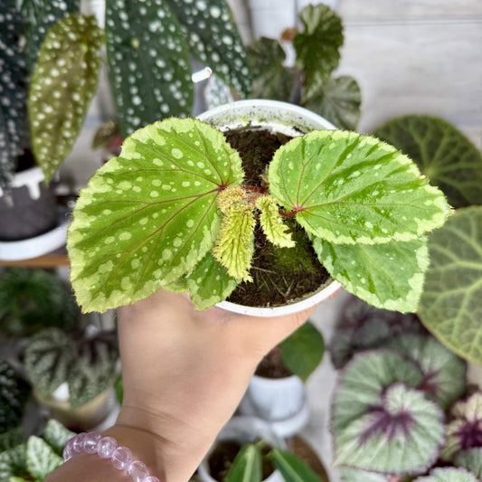 Begonia promethea (also known as Begonia beccarii) Green Form is a rare and stunning species native to the Bau District in Sarawak, Malaysia, and the Bengkayang Regency in West Kalimantan, Indonesia. This unique form features leaves with a rich green base color, beautifully adorned with irregular cream-colored spots and patterns, making it a striking addition to any rare plant collection.