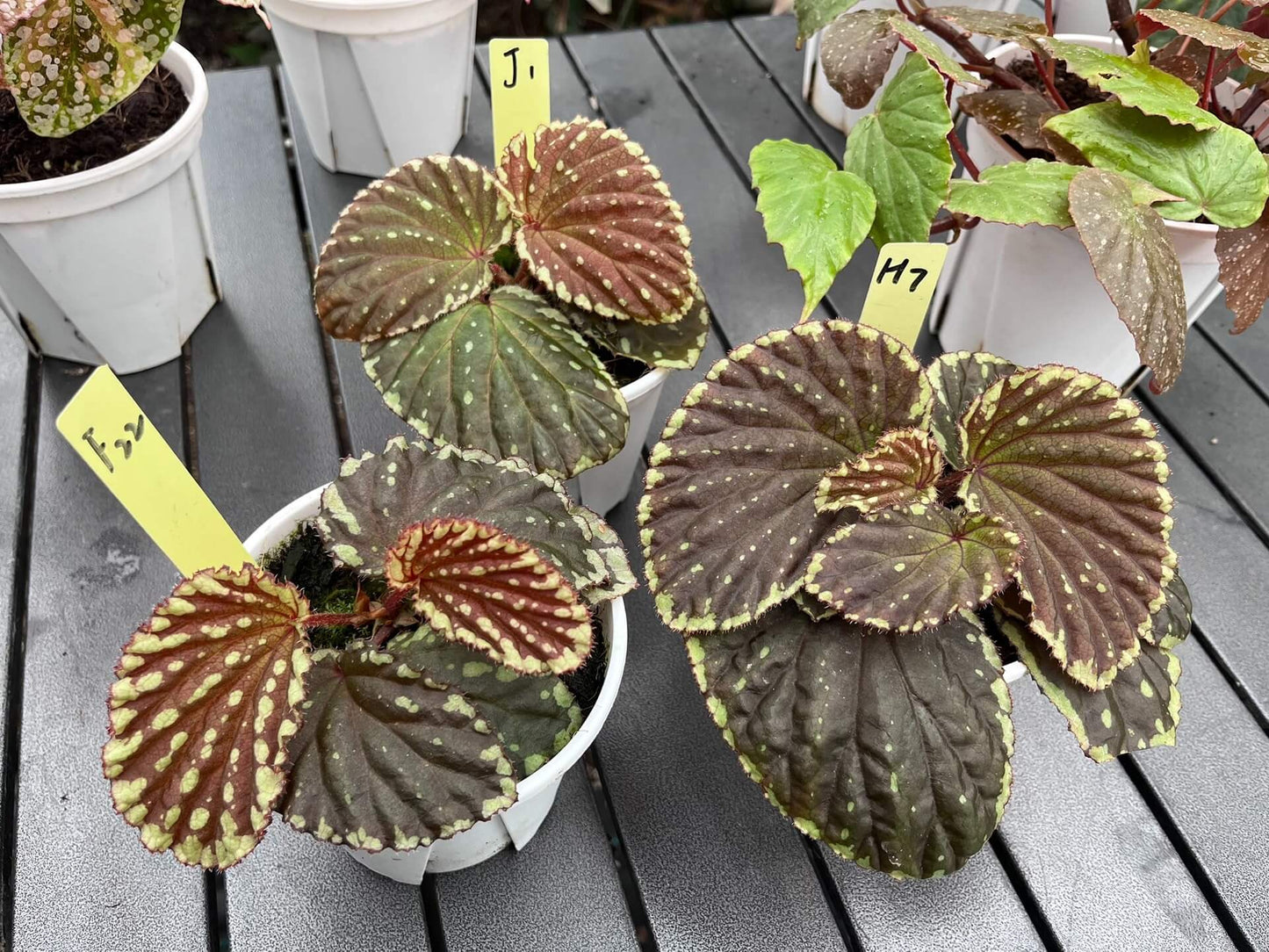 Begonia promethea, also known as Begonia beccarii, is a rare and stunning species native to the Bau District in Sarawak, Malaysia, and the Bengkayang Regency in West Kalimantan, Indonesia. Known for its unique foliage and growth habit, this begonia is a true gem for plant enthusiasts.