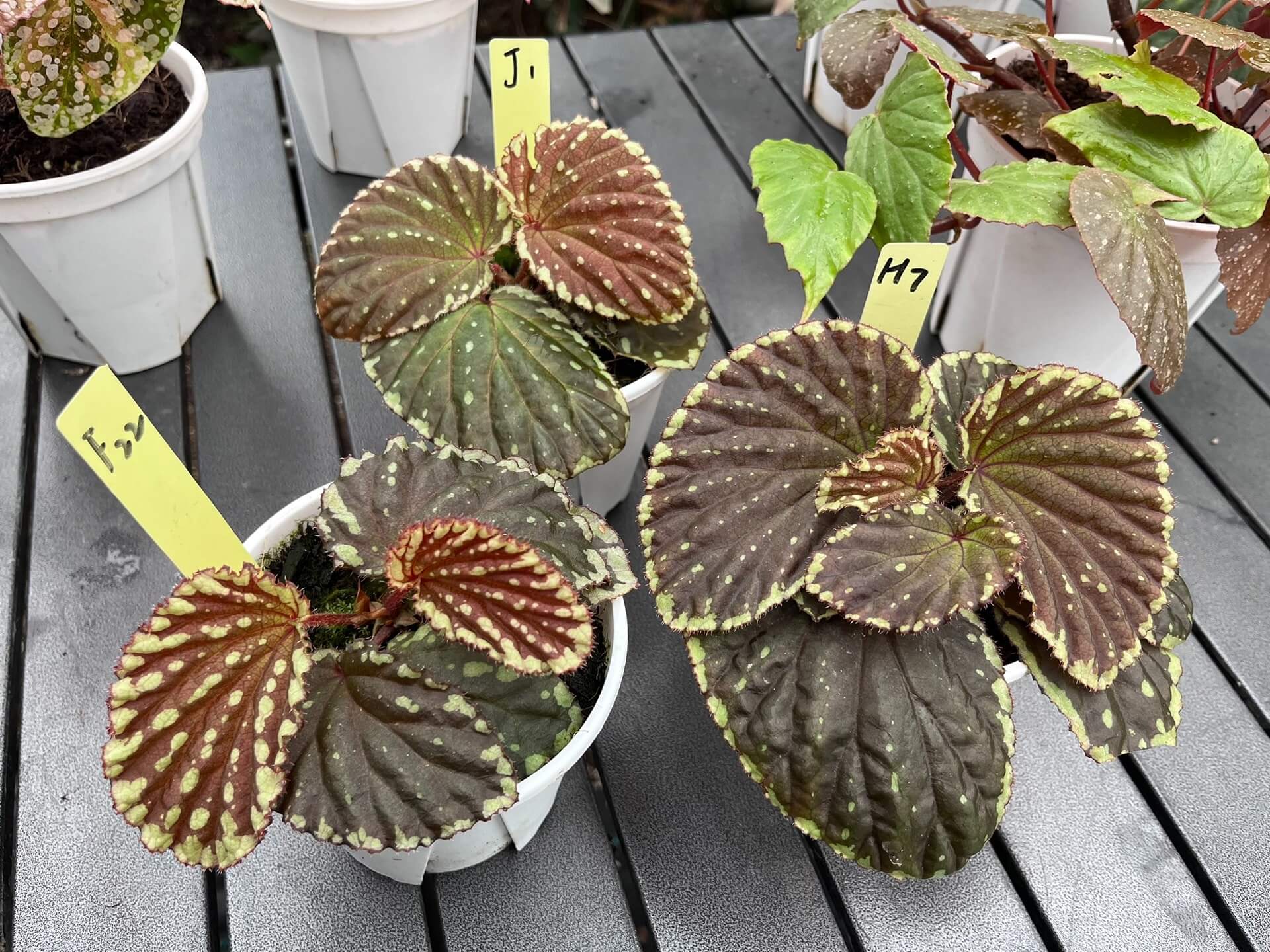 Begonia promethea, also known as Begonia beccarii, is a rare and stunning species native to the Bau District in Sarawak, Malaysia, and the Bengkayang Regency in West Kalimantan, Indonesia. Known for its unique foliage and growth habit, this begonia is a true gem for plant enthusiasts.