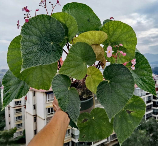 Begonia pseudodaxinensis is a rare and exotic begonia species native to the limestone regions of Guangxi, China. Known for its striking foliage and unique features, this begonia is perfect for plant collectors and enthusiasts looking for a tropical plant with specific care needs. Its beautiful green leaves, combined with its interesting growth habit, make it a captivating addition to any plant collection.