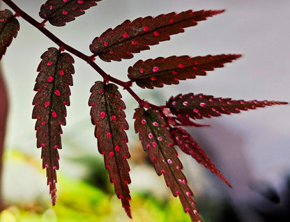 Begonia pteridiformis ‘Pink Spot’ is a rare tropical begonia species endemic to southern Thailand, particularly in the wet limestone regions of the peninsula’s evergreen forests. Its narrow, lance-shaped leaves range from deep green to almost black, each adorned with delicate pink spots across the surface. The leaves are symmetrically arranged along the stems, giving the plant a striking fern-like appearance with a colorful, ornamental twist.