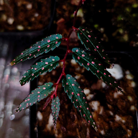 Begonia pteridiformis ‘Pink Spot’ is a rare tropical begonia species endemic to southern Thailand, particularly in the wet limestone regions of the peninsula’s evergreen forests. Its narrow, lance-shaped leaves range from deep green to almost black, each adorned with delicate pink spots across the surface. The leaves are symmetrically arranged along the stems, giving the plant a striking fern-like appearance with a colorful, ornamental twist.