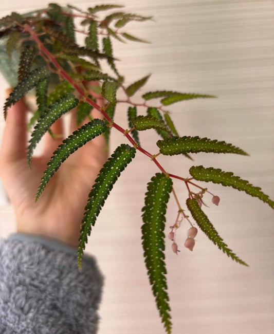 Begonia pteridiformis ‘White Spot’ is a rare tropical begonia species endemic to southern Thailand, particularly in the wet limestone regions of the peninsula’s evergreen forests. Its narrow, lance-shaped leaves are rich green and adorned with small white spots, adding a striking decorative pattern. The leaves are symmetrically arranged along the stems, giving the plant a graceful fern-like appearance.