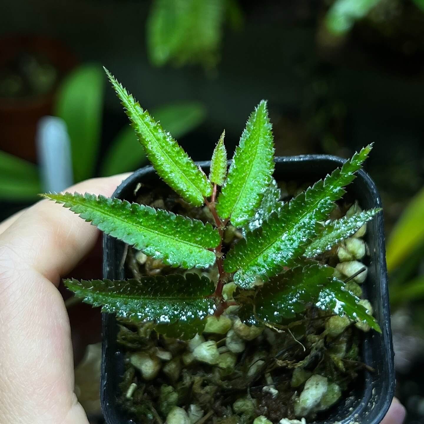 Begonia pteridiformis is a rare tropical begonia species endemic to southern Thailand, particularly in the wet limestone regions of the peninsula’s evergreen forests. Its leaves are narrow and lance-shaped, green with serrated edges, and arranged symmetrically along the stems, giving the plant a distinctive fern-like appearance.