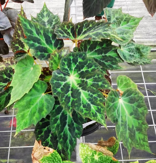 Begonia pulchrifolia is a rare and exquisite begonia species native to the Meinvfeng area in Leshan, Sichuan Province, China. This begonia is cherished for its elegant appearance and unique leaf texture. The leaves are nearly oval, measuring 6–25 cm in length and 4–20 cm in width. The adaxial (upper) surface is dark green with light green areas, particularly at the base, while the abaxial (lower) surface is red to deep red with light green areas.