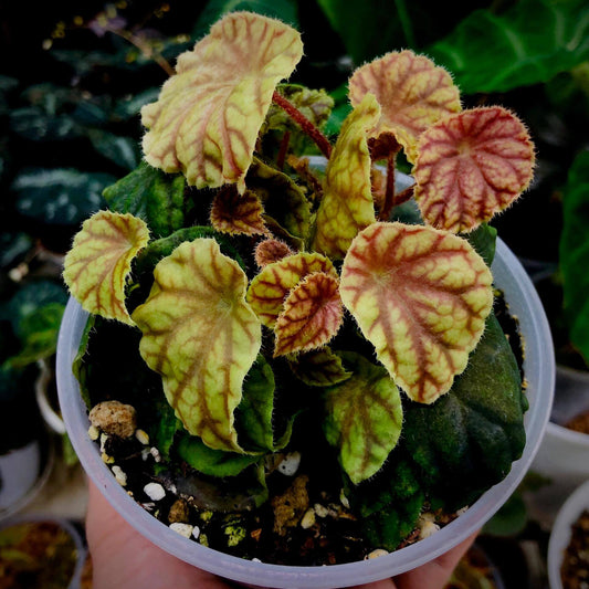 A rare begonia native to the Nimba Mountains of West Africa, including Guinea, Ivory Coast, and Liberia. This striking subspecies is prized for its vibrant foliage with red veins and its suitability for indoor gardens and terrariums.