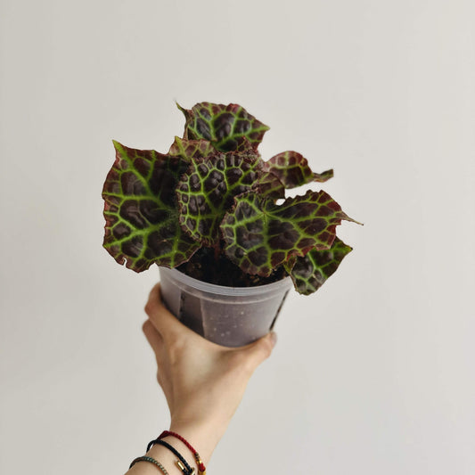 Begonia rajah is a rare and stunning species native to the rainforests of Borneo and Sumatra. This begonia is admired for its large, glossy leaves that are deep chocolate or reddish-brown with a distinctive green vein pattern, giving it a unique, ornamental look. It thrives in high humidity and is an excellent choice for greenhouses, terrariums, or other humid indoor environments.
