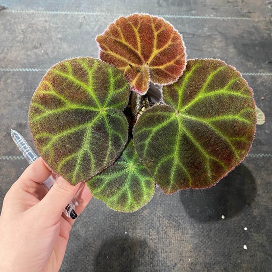 Begonia retinervia is an exotic and visually striking species of Begonia known for its unique and beautiful foliage. Native to tropical regions, this plant is favored by collectors and plant enthusiasts due to its impressive appearance and relatively easy care requirements.