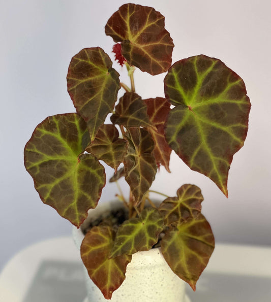 Begonia rubida is a striking begonia species native to the limestone forests of Sarawak, Borneo. Known for its vivid foliage and unique ornamental appeal, Begonia rubida is an ideal plant for experienced gardeners who seek a rare and beautiful addition to their collection. With its rich green and red-maroon leaves, contrasting vein patterns, and ruby-red flowers, this begonia brings exotic beauty to any space, especially in terrariums or humidity-controlled environments.