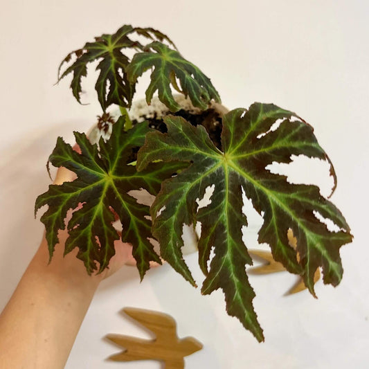 Begonia rubropunctata is a stunning and rare begonia species native to the Yunnan province of China. Known for its distinctive dark green leaves speckled with vibrant red spots, this begonia is a must-have for collectors and plant enthusiasts. Its unique foliage and manageable size make it a perfect addition to any indoor space, terrarium, or greenhouse.