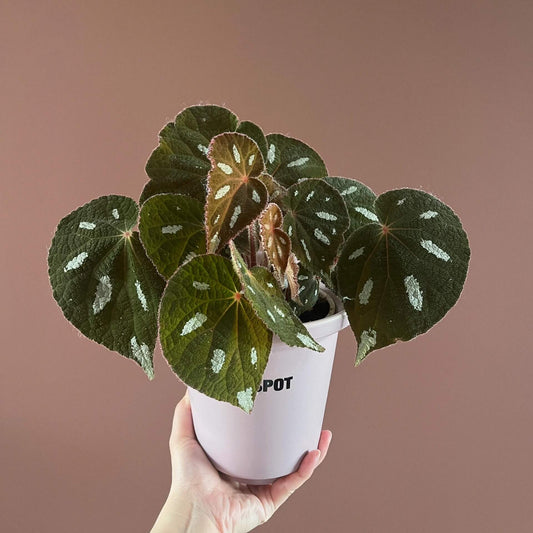 Begonia scabrifolia is a rhizomatous begonia prized for its rugged green leaves spattered with white, and its elegant tiny flowers. By giving it bright filtered light, warm temperatures, ample humidity, and a rich, well-draining potting mix, you can enjoy this rare plant’s full ornamental potential in your home or terrarium.