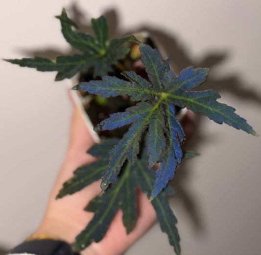 Begonia scorpiuroloba is a recently described species native to the limestone karst regions of southern Guangxi, China. With its striking leaf textures and colors, this begonia variety is a true gem for plant enthusiasts and collectors. It thrives in shaded, humid environments, making it a perfect addition to indoor plant collections, especially for experienced gardeners.