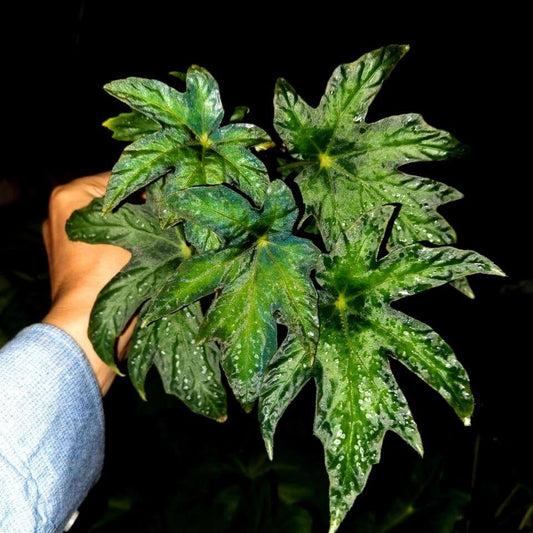 Begonia sikkimensis is a stunning begonia species known for its striking, large leaves that display a beautiful color contrast. The leaves have a unique pattern, with the center being a lighter green and the edges a deeper shade, creating a stunning visual effect. The top of the leaves is dotted with small, silver-like speckles, adding texture and interest to this beautiful plant.