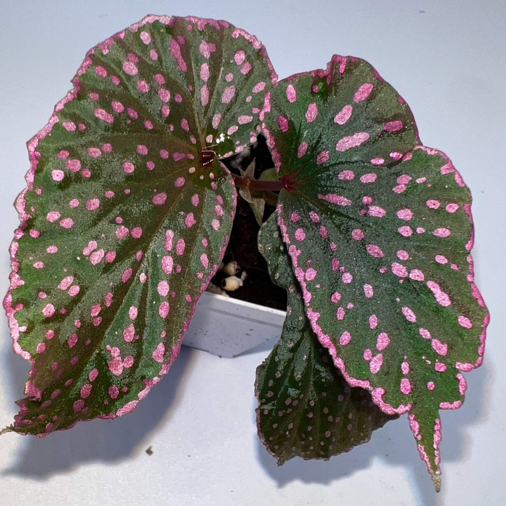Begonia sirukitii is a stunning plant native to the rainforests of Sarawak, Borneo, known for its unique appearance and striking foliage. Its deep green leaves are adorned with vibrant pink spots, and the asymmetrical shape of the leaves gives it a one-of-a-kind beauty. Ideal for placement in terrariums or humid indoor spaces, this plant is well-suited for experienced plant enthusiasts who appreciate the challenge of caring for a rare and exotic species with specific growth requirements.