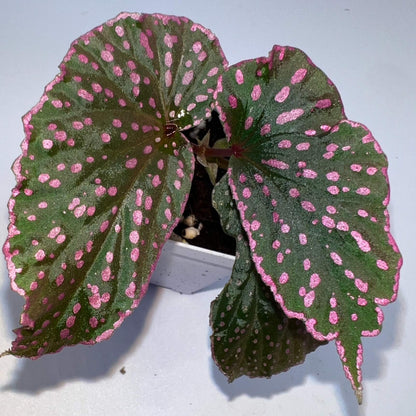 Begonia sirukitii is a stunning plant native to the rainforests of Sarawak, Borneo, known for its unique appearance and striking foliage. Its deep green leaves are adorned with vibrant pink spots, and the asymmetrical shape of the leaves gives it a one-of-a-kind beauty. Ideal for placement in terrariums or humid indoor spaces, this plant is well-suited for experienced plant enthusiasts who appreciate the challenge of caring for a rare and exotic species with specific growth requirements.