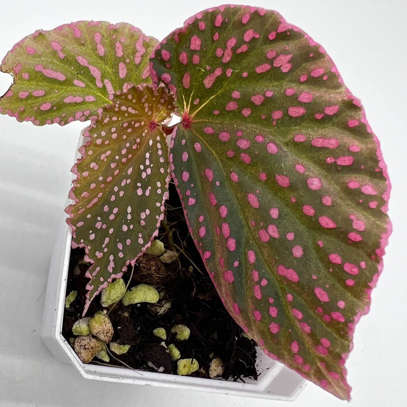 Begonia sirukitii is a stunning plant native to the rainforests of Sarawak, Borneo, known for its unique appearance and striking foliage. Its deep green leaves are adorned with vibrant pink spots, and the asymmetrical shape of the leaves gives it a one-of-a-kind beauty. Ideal for placement in terrariums or humid indoor spaces, this plant is well-suited for experienced plant enthusiasts who appreciate the challenge of caring for a rare and exotic species with specific growth requirements.