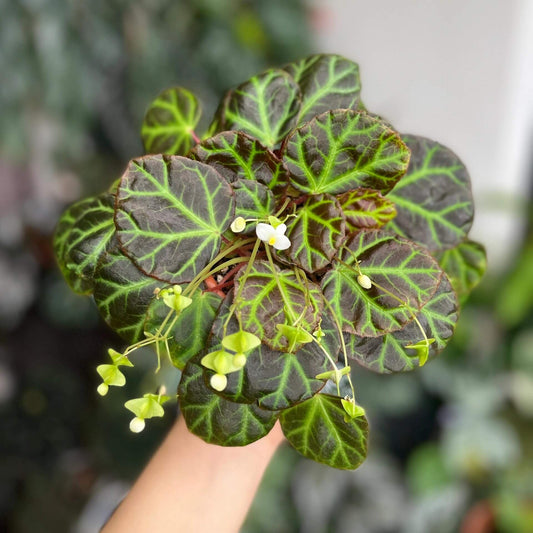 Begonia batuphylla, formerly known as Begonia sp. Aceh, is a captivating begonia species native to Sumatra Island, Indonesia. This plant is distinguished by its dark brown leaves, which feature striking green veins that resemble lightning patterns. The leaves have a velvety texture, adding to its ornamental appeal. Begonia sp. Aceh thrives in high-humidity environments and is ideal for terrariums or as a unique addition to indoor plant collections.