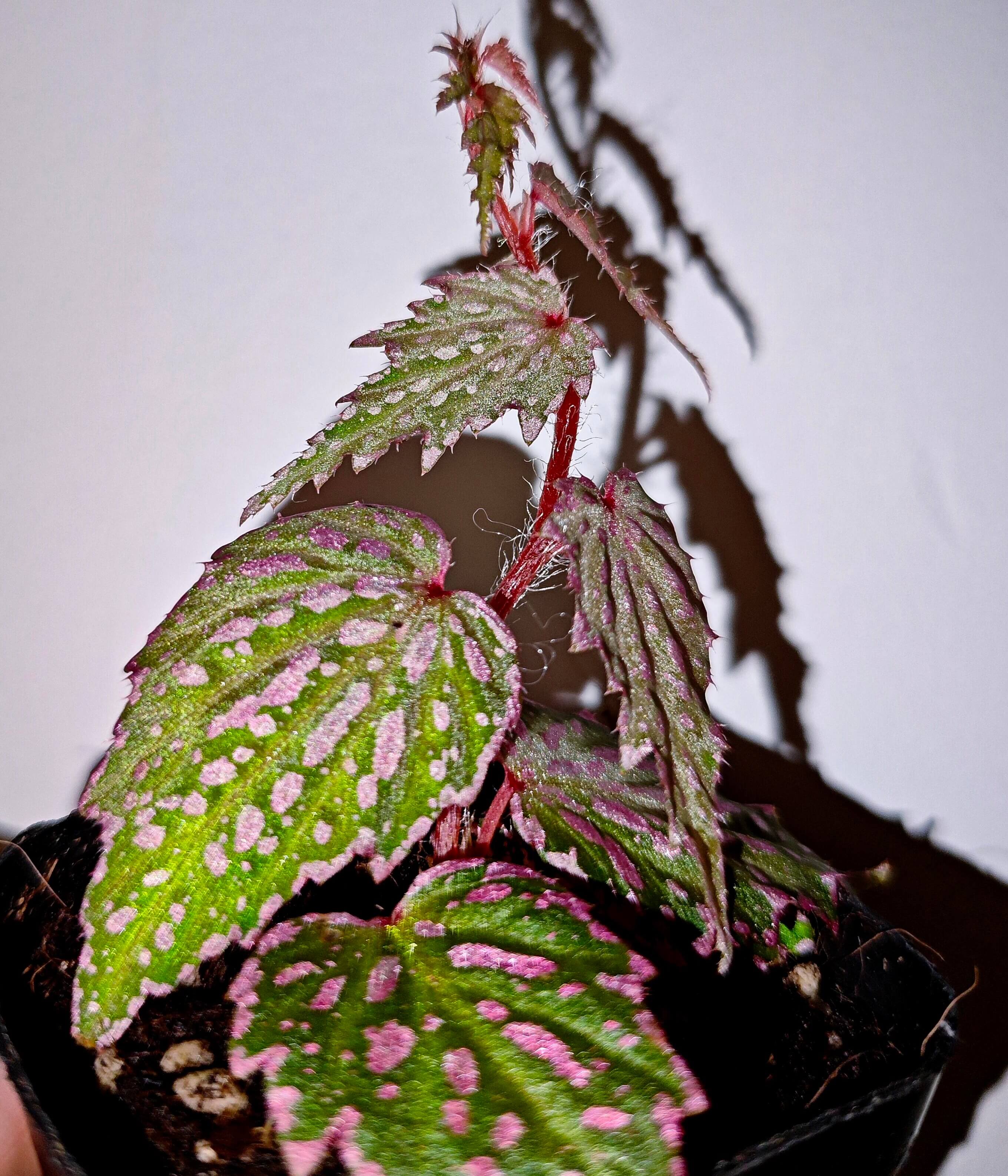 Challenging Begonia for Sale – Page 3 – Begin With Plants