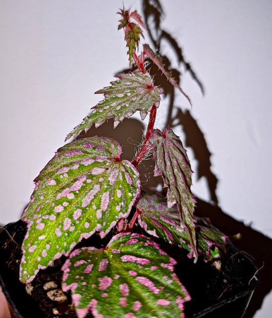 Begonia sp. Aurora is a small-sized Begonia native to Aurora Province on Luzon Island, the Philippines. It features sharply serrated leaves with a green base color densely splashed with pink spots, while the leaf margins are also highlighted in pink, giving the plant a vivid and eye-catching appearance.