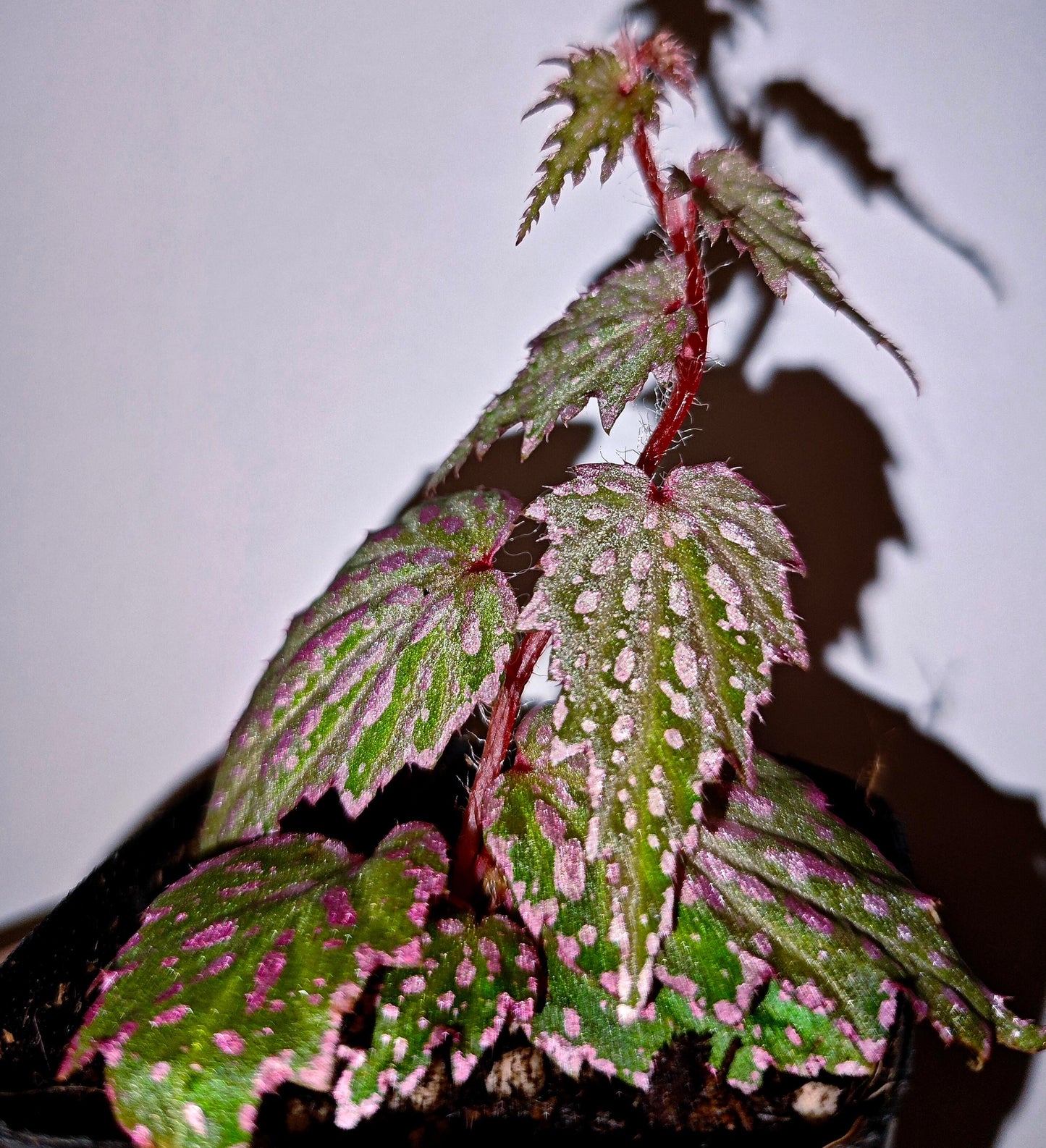 Begonia sp. Aurora is a small-sized Begonia native to Aurora Province on Luzon Island, the Philippines. It features sharply serrated leaves with a green base color densely splashed with pink spots, while the leaf margins are also highlighted in pink, giving the plant a vivid and eye-catching appearance.