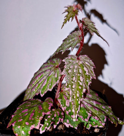 Begonia sp. Aurora is a small-sized Begonia native to Aurora Province on Luzon Island, the Philippines. It features sharply serrated leaves with a green base color densely splashed with pink spots, while the leaf margins are also highlighted in pink, giving the plant a vivid and eye-catching appearance.