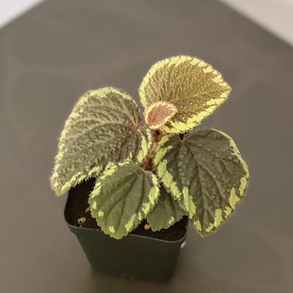 Begonia sp. Baik Corak is a captivating begonia variety endemic to Borneo, Indonesia. Known for its deep green or black leaves with yellow edges and red, hairy textures, this plant is a prized addition to any collection. However, it requires experienced care to thrive.