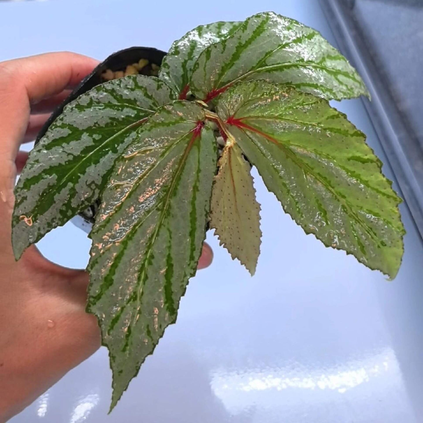 Begonia sp. Balai Ringin is a captivating begonia species native to the Balai Ringin region in Sarawak, Malaysia. Known for its distinctive silver-patterned leaves, this begonia adds a unique touch to any plant collection. The irregular patterns on the leaves make each plant individual and visually striking, making it a must-have for plant enthusiasts.