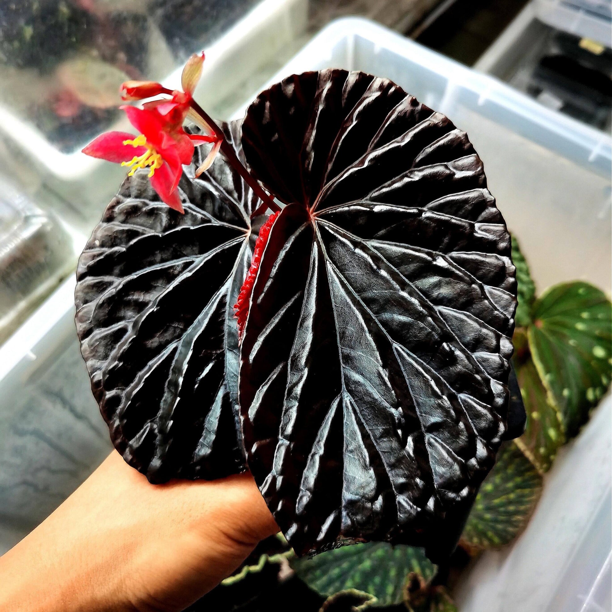 Begonia sp. Black Blood is a rare and captivating begonia species native to the Kapuas River tributaries in West Kalimantan, Indonesia. Known for its striking black metallic leaves, this begonia brings an exotic and elegant touch to any plant collection. Its glossy black foliage with metallic undertones makes it a mesmerizing addition to any space.