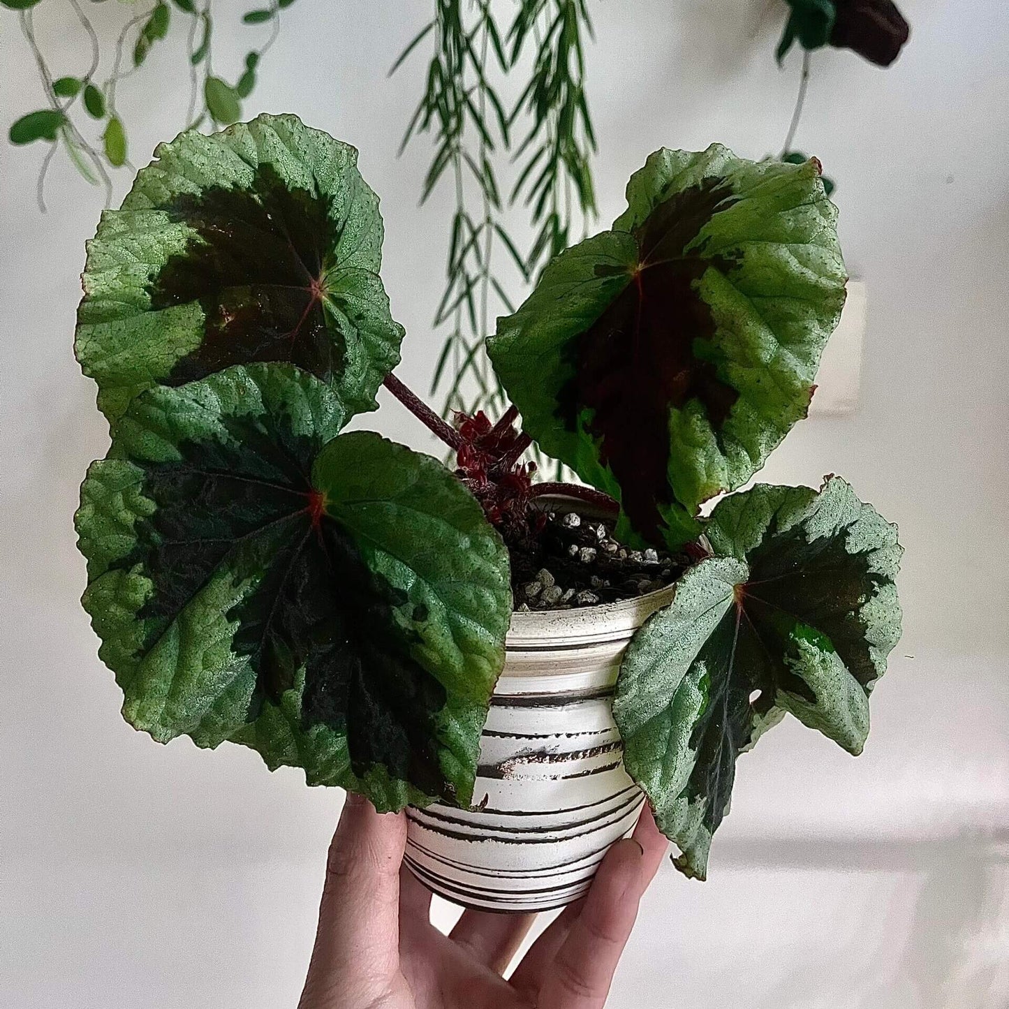 Begonia sp. Black and Green Vietnam