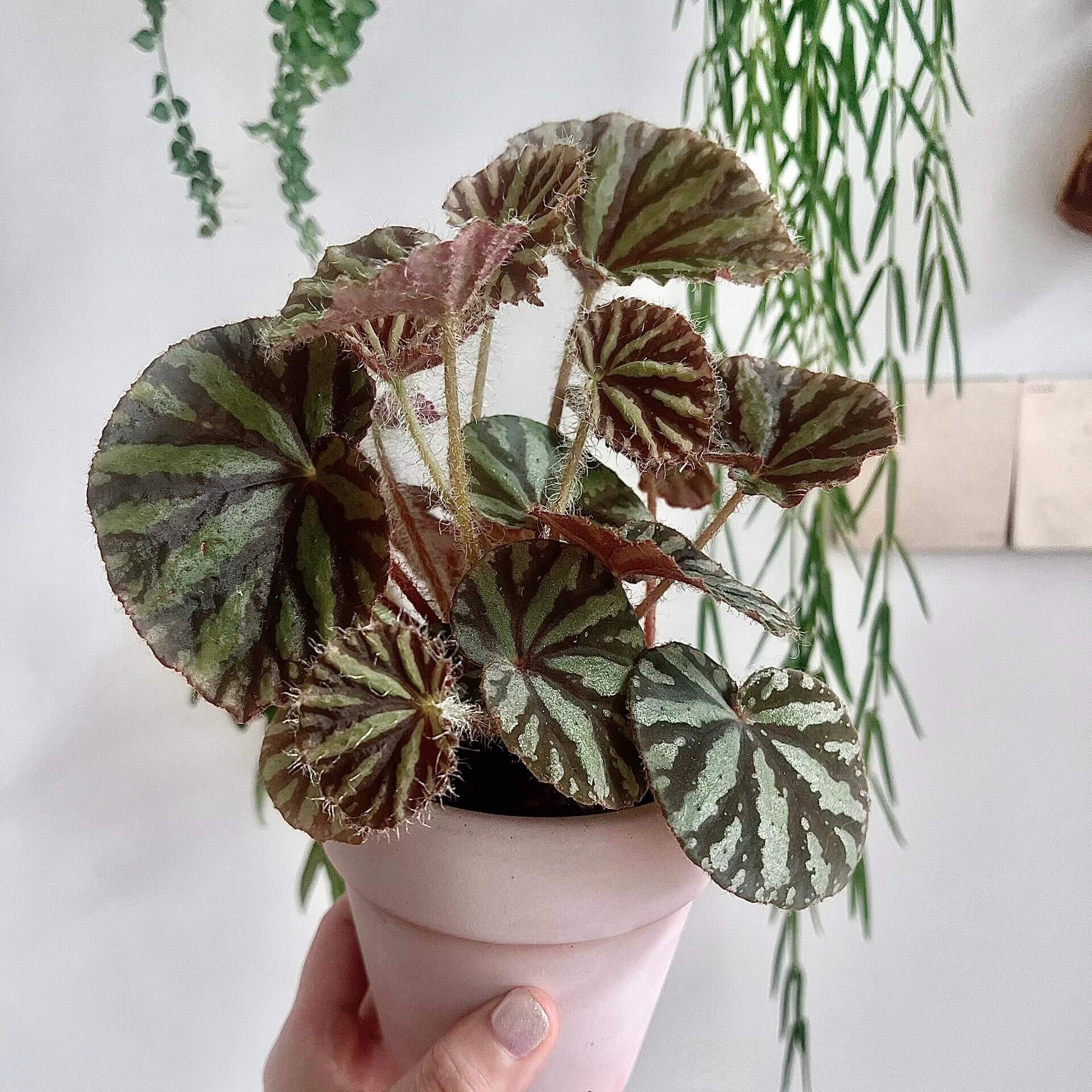 Begonia sp. Blood Moon is a striking begonia species native to China. Known for its vibrant, rich foliage, Begonia sp. Blood Moon features deep green or blood-red leaves, complemented by distinctive light green or yellow radial stripes emanating from the center of the leaf. These bold patterns create an eye-catching contrast, making this begonia a standout piece in any plant collection.