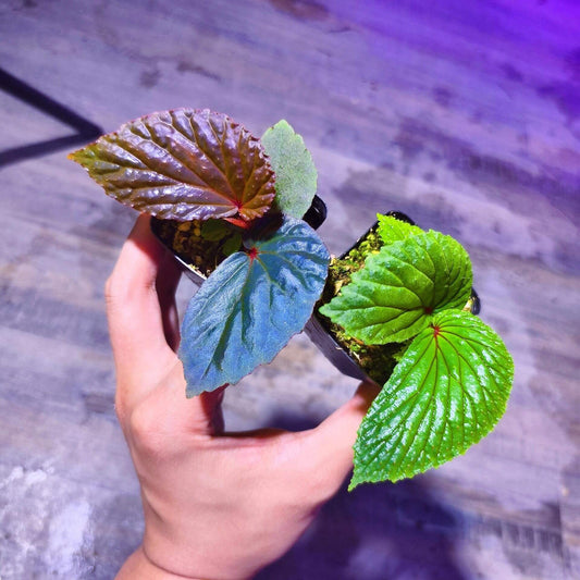 Begonia sp. Green Kalimantan, native to the tropical rainforests of Kalimantan, is a rare and striking species that will impress even the most seasoned plant enthusiasts. This begonia is distinguished by its deep green leaves, which are accented with vibrant red veins. The leaves are also covered with fine, small hairs, giving the plant a textured and lush appearance. As a tropical species, it thrives in high humidity, making it an excellent choice for collectors who can meet its specific care requirements.