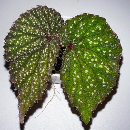 Native to the lush rainforests of Kalimantan, Begonia sp. Green Leaf with Fuzzy White Spots is a stunning species that is sure to captivate any plant enthusiast. Its vibrant green leaves are speckled with small white spots, and the surface of the leaves is covered with fine, fuzzy hairs, giving the plant a distinct and textured look. This begonia is a rare and exotic plant, perfect for experienced growers who can provide the specific care it requires.