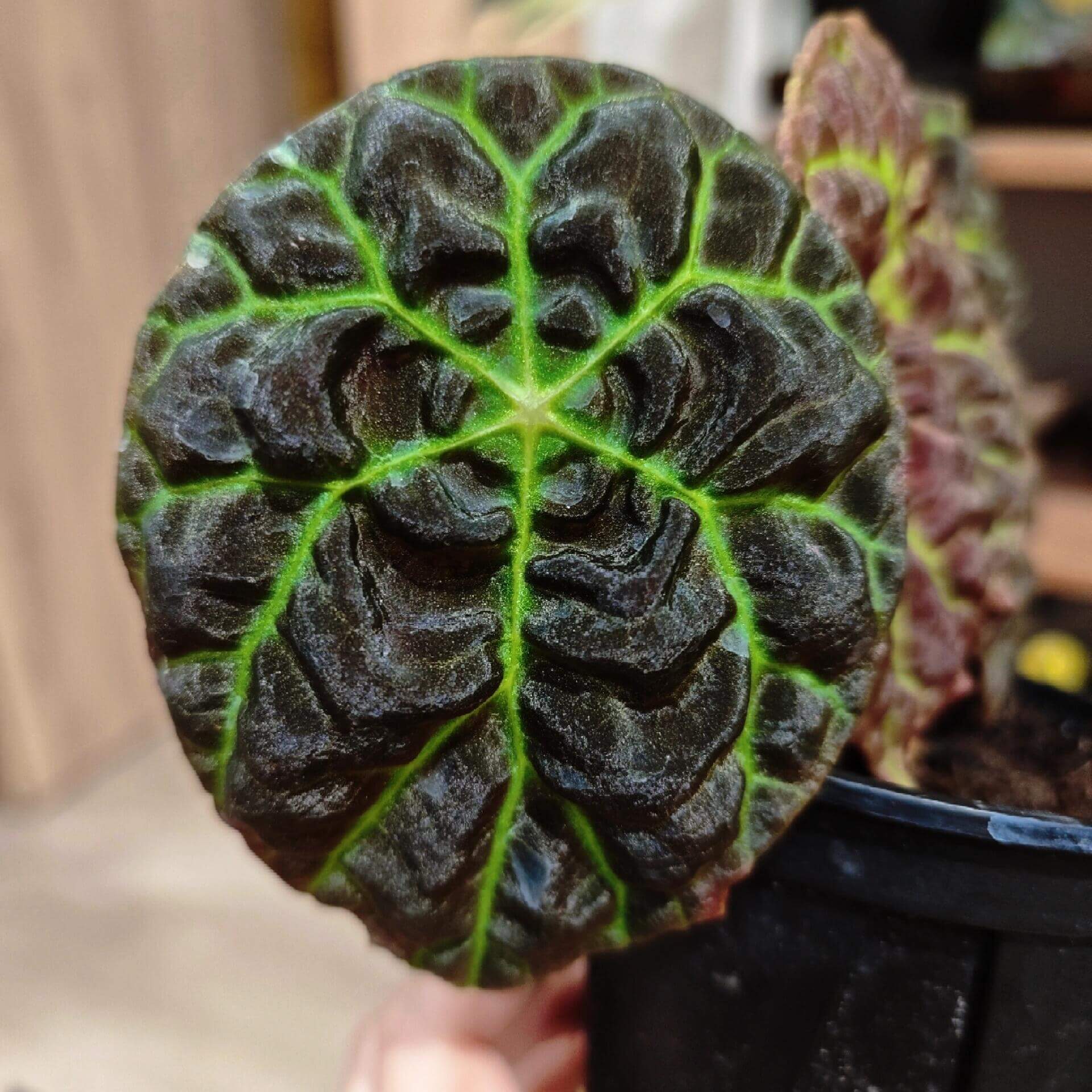 Begonia sp. Green Lightning Sumatra is a rare and mesmerizing variety native to the rainforests of Sumatra, Indonesia. Its most captivating feature is the intricate, lightning-like green veins that radiate from the center of its dark, almost black, shield-shaped leaves. The complex network of veins forms a striking, radiating pattern, adding depth and dimension to the plant.