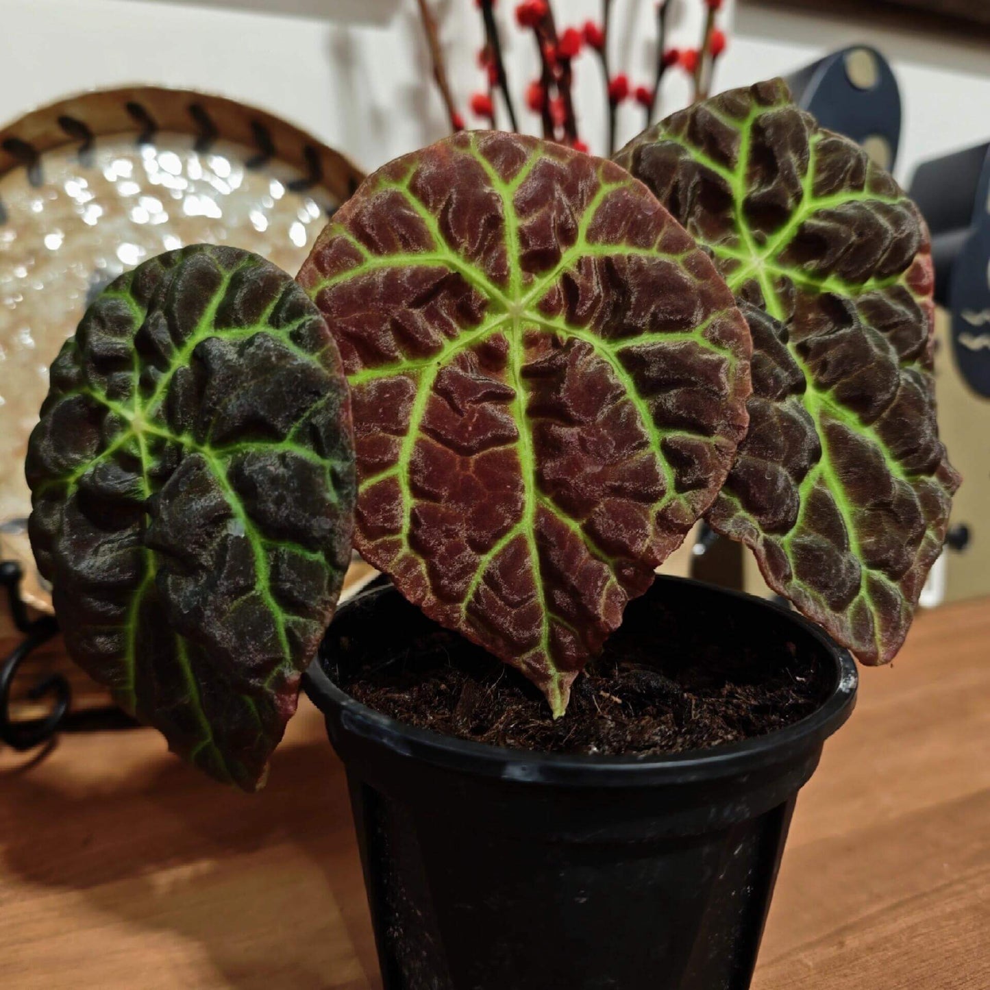 Begonia sp. Green Lightning Sumatra is a rare and mesmerizing variety native to the rainforests of Sumatra, Indonesia. Its most captivating feature is the intricate, lightning-like green veins that radiate from the center of its dark, almost black, shield-shaped leaves. The complex network of veins forms a striking, radiating pattern, adding depth and dimension to the plant.