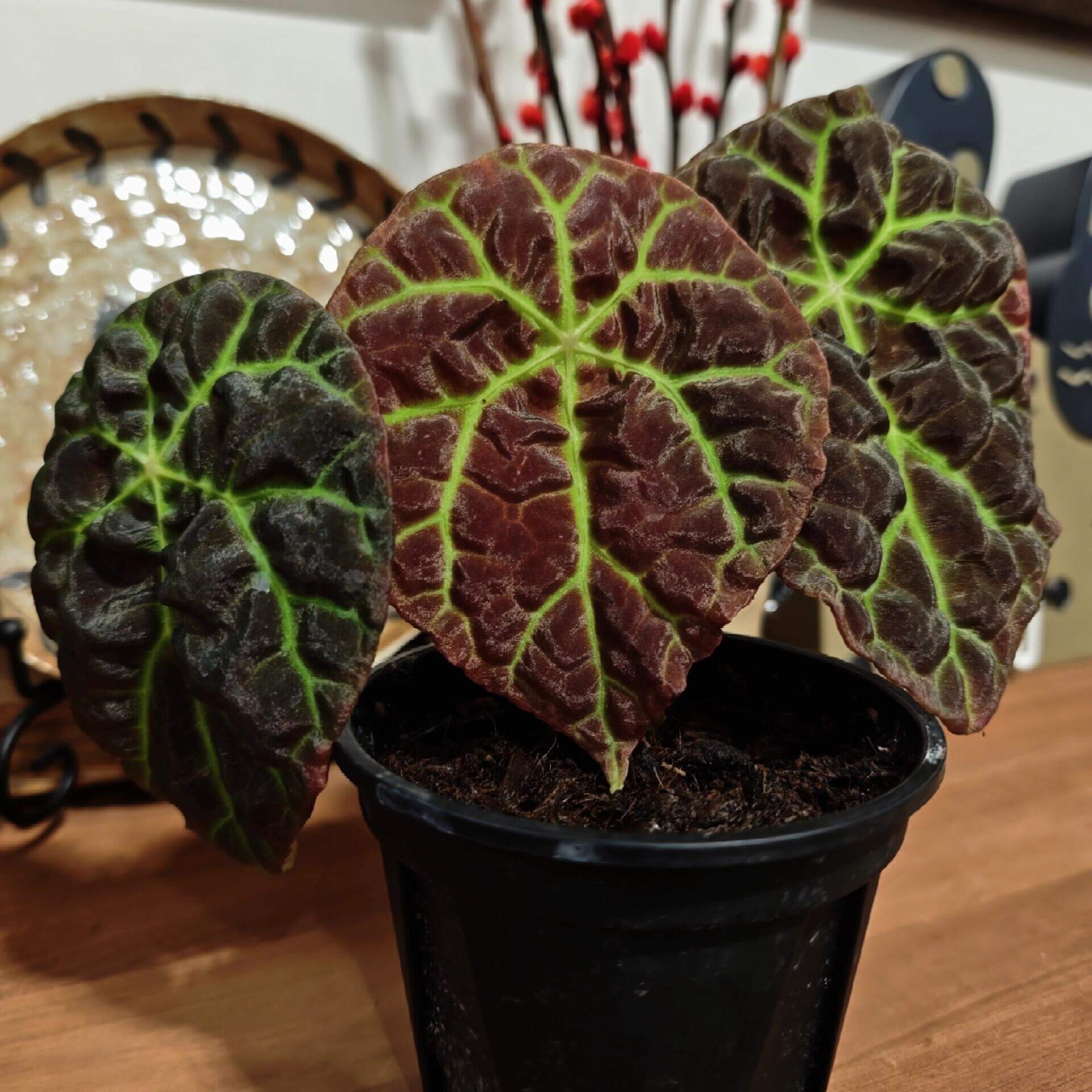 Begonia sp. Green Lightning Sumatra is a rare and mesmerizing variety native to the rainforests of Sumatra, Indonesia. Its most captivating feature is the intricate, lightning-like green veins that radiate from the center of its dark, almost black, shield-shaped leaves. The complex network of veins forms a striking, radiating pattern, adding depth and dimension to the plant.