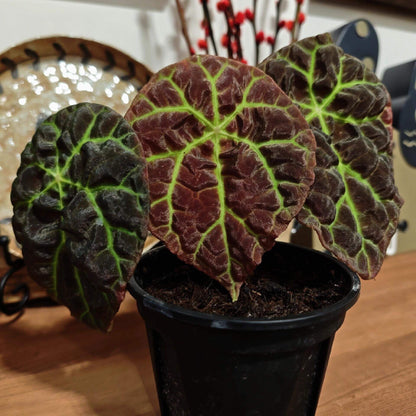 Begonia sp. Green Lightning Sumatra is a rare and mesmerizing variety native to the rainforests of Sumatra, Indonesia. Its most captivating feature is the intricate, lightning-like green veins that radiate from the center of its dark, almost black, shield-shaped leaves. The complex network of veins forms a striking, radiating pattern, adding depth and dimension to the plant.