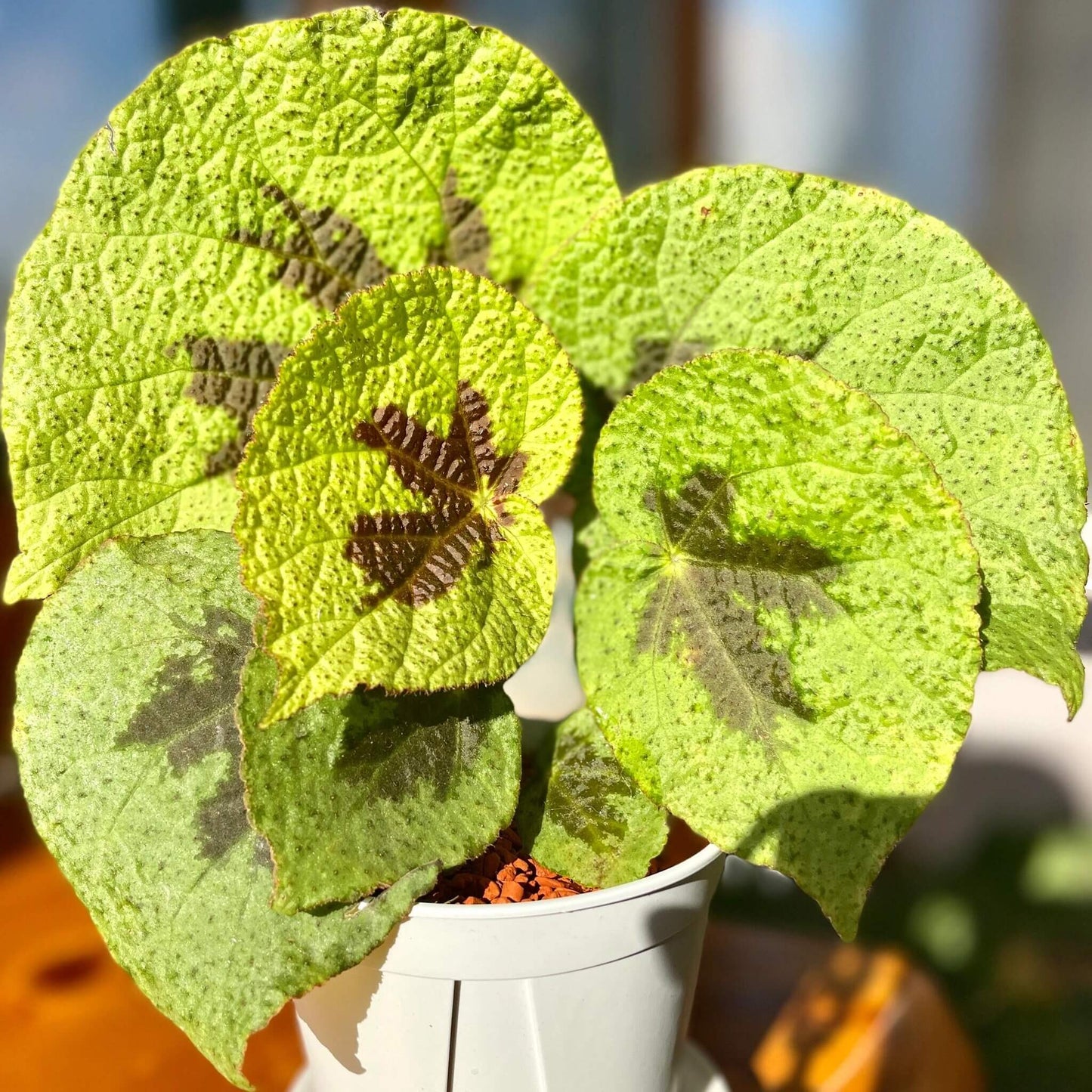 Begonia sp. Green and Black Vietnam is native to Vietnam and is beloved by plant enthusiasts for its unique foliage and captivating color pattern. The leaves are a rich green, adorned with large black patches and delicate textures, creating a deep and mysterious aura. The fine texture and rich color layers make each leaf look like a work of art.