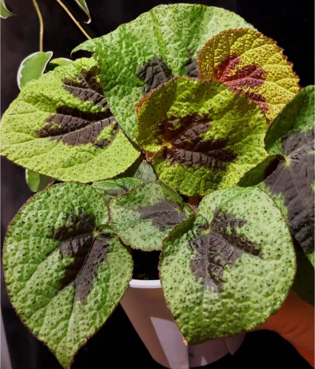 Begonia sp. Green and Black Vietnam is native to Vietnam and is beloved by plant enthusiasts for its unique foliage and captivating color pattern. The leaves are a rich green, adorned with large black patches and delicate textures, creating a deep and mysterious aura. The fine texture and rich color layers make each leaf look like a work of art.