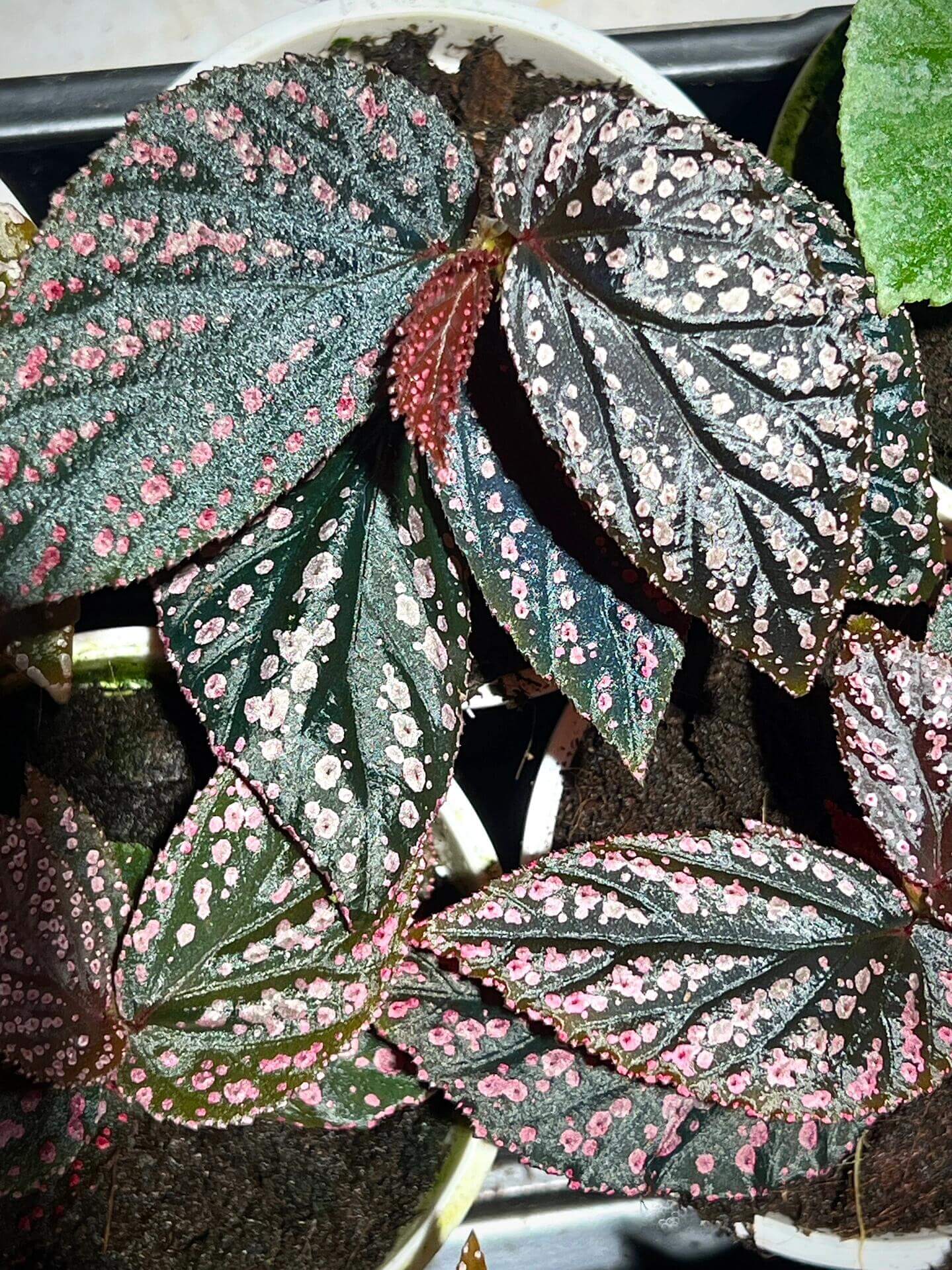 Introducing the Begonia sp. Hairy Spots, a rare and stunning variety native to Borneo. This Begonia species is known for its captivating, deep green leaves shaped like angel wings, adorned with vibrant pink spots. Each spot features tiny, hair-like structures in the center, creating a truly unique and eye-catching effect. As the plant matures, the spots may fade slightly, but with proper care, the plant can maintain its youthful appearance for longer.