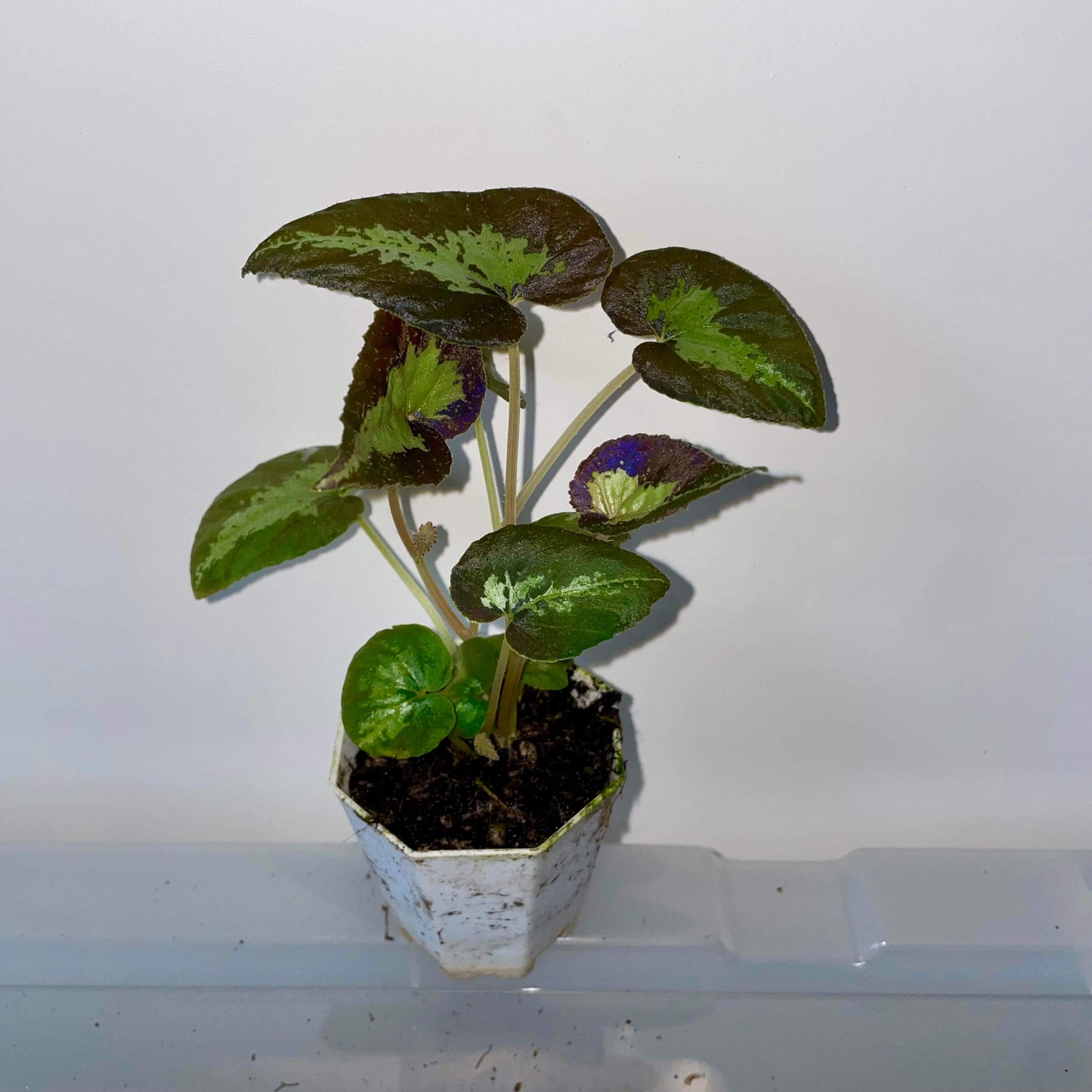 Begonia sp. Java is a stunning begonia native to Java, featuring striking green leaves with a bold yellow stripe running through the center. In low-light environments, the leaves may even exhibit a soft blue glow, adding an enchanting, mystical charm to your space. Known for its beauty and ease of care, this begonia thrives in high-humidity conditions, making it a perfect choice for collectors and plant enthusiasts alike.