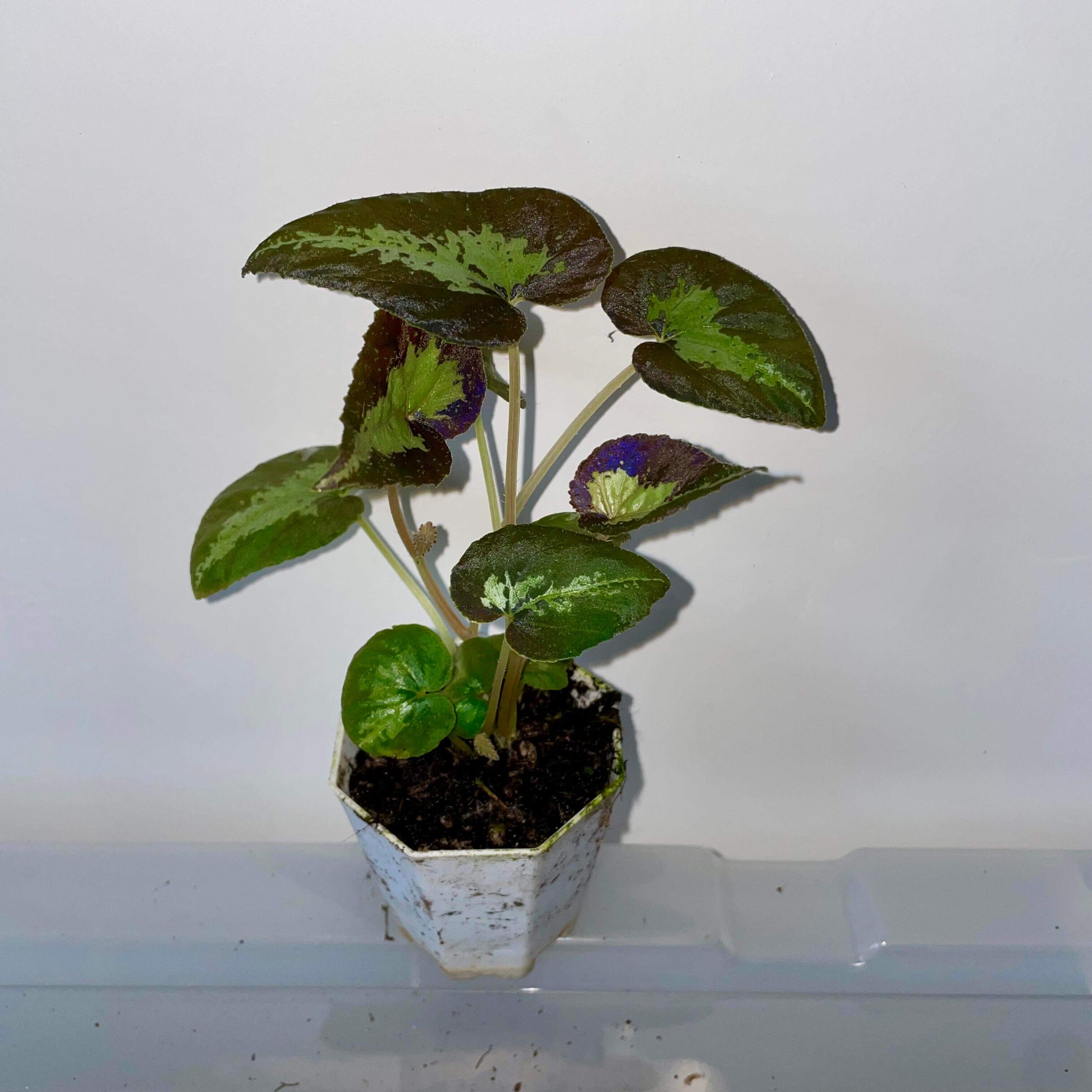 Begonia sp. Java is a stunning begonia native to Java, featuring striking green leaves with a bold yellow stripe running through the center. In low-light environments, the leaves may even exhibit a soft blue glow, adding an enchanting, mystical charm to your space. Known for its beauty and ease of care, this begonia thrives in high-humidity conditions, making it a perfect choice for collectors and plant enthusiasts alike.