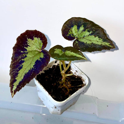 Begonia sp. Java is a stunning begonia native to Java, featuring striking green leaves with a bold yellow stripe running through the center. In low-light environments, the leaves may even exhibit a soft blue glow, adding an enchanting, mystical charm to your space. Known for its beauty and ease of care, this begonia thrives in high-humidity conditions, making it a perfect choice for collectors and plant enthusiasts alike.