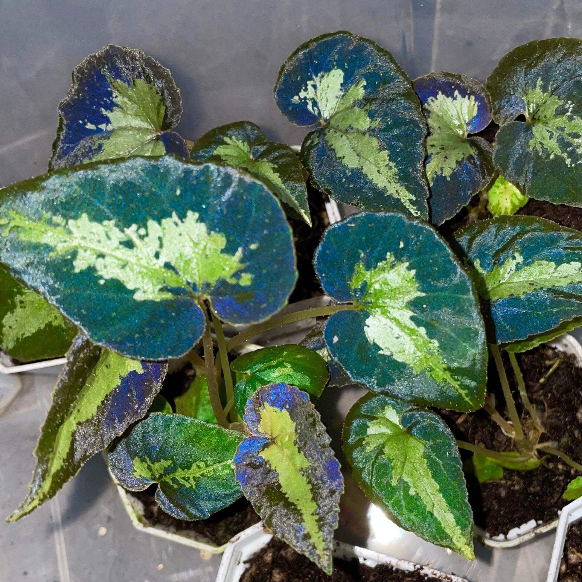 Begonia sp. Java is a stunning begonia native to Java, featuring striking green leaves with a bold yellow stripe running through the center. In low-light environments, the leaves may even exhibit a soft blue glow, adding an enchanting, mystical charm to your space. Known for its beauty and ease of care, this begonia thrives in high-humidity conditions, making it a perfect choice for collectors and plant enthusiasts alike.