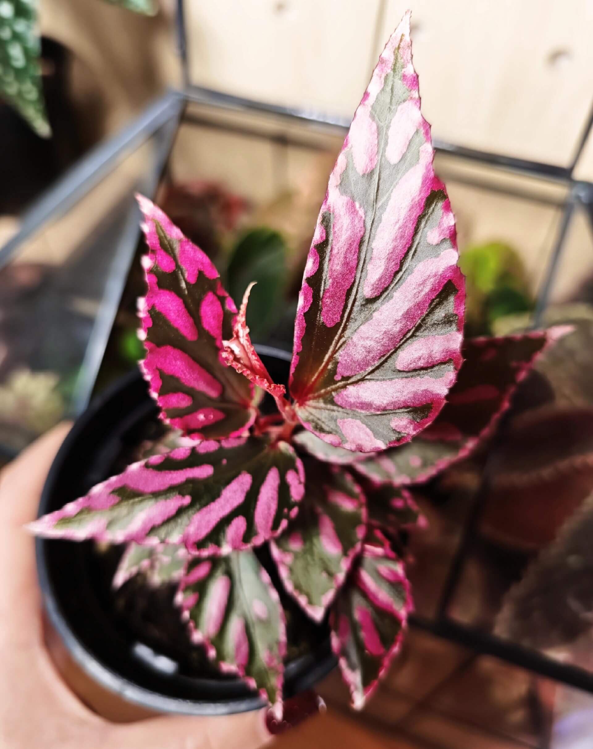 Begonia sp. Julau is a unique begonia species native to Borneo, Malaysia. It has gained popularity among plant enthusiasts for its distinctive foliage and graceful growth habits, making it an ideal choice for collectors and gardeners alike.