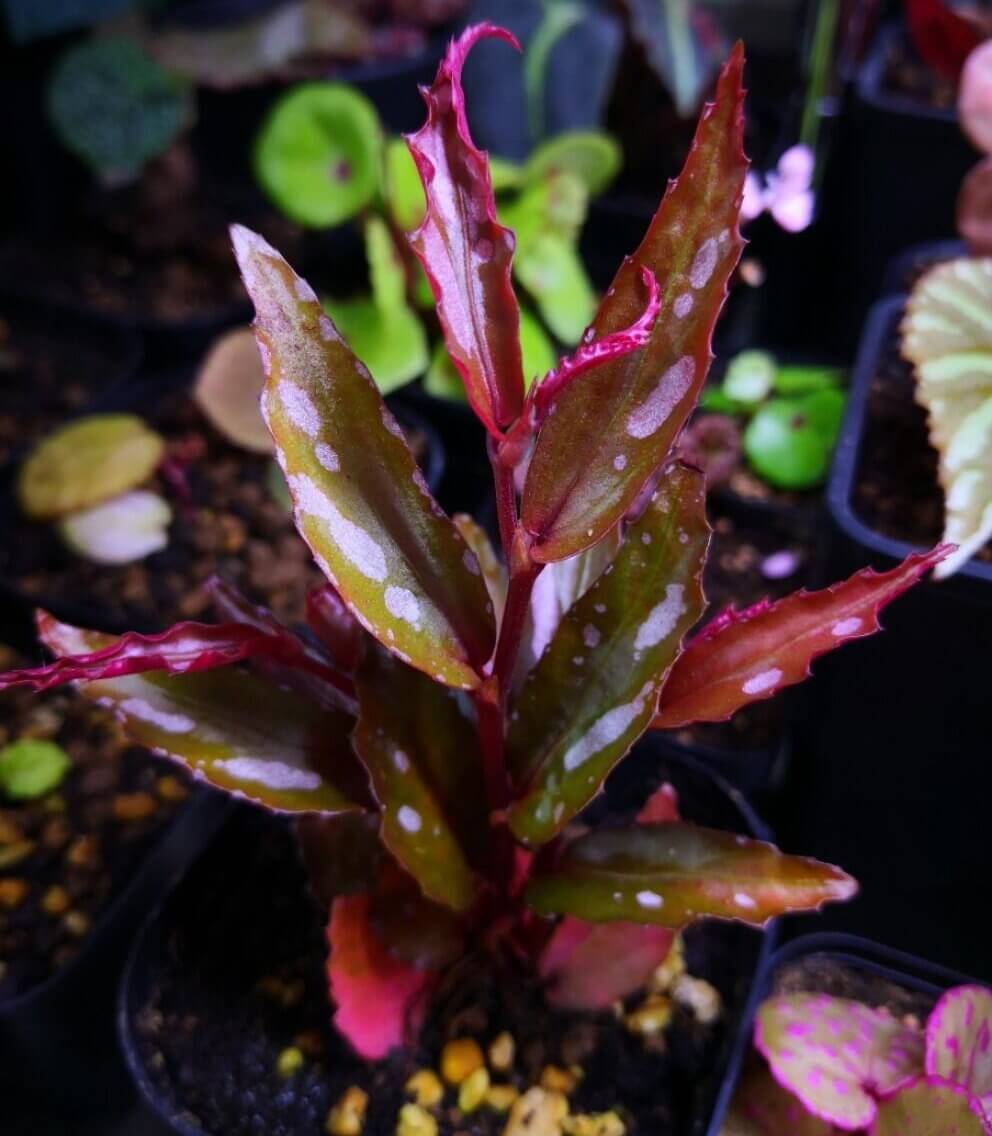 Begonia sp. Julau Type 2 is an eye-catching, rare species that originates from the lush rainforests of Borneo. Known for its stunning appearance, it features deep burgundy to almost black glossy leaves adorned with striking pink spots.