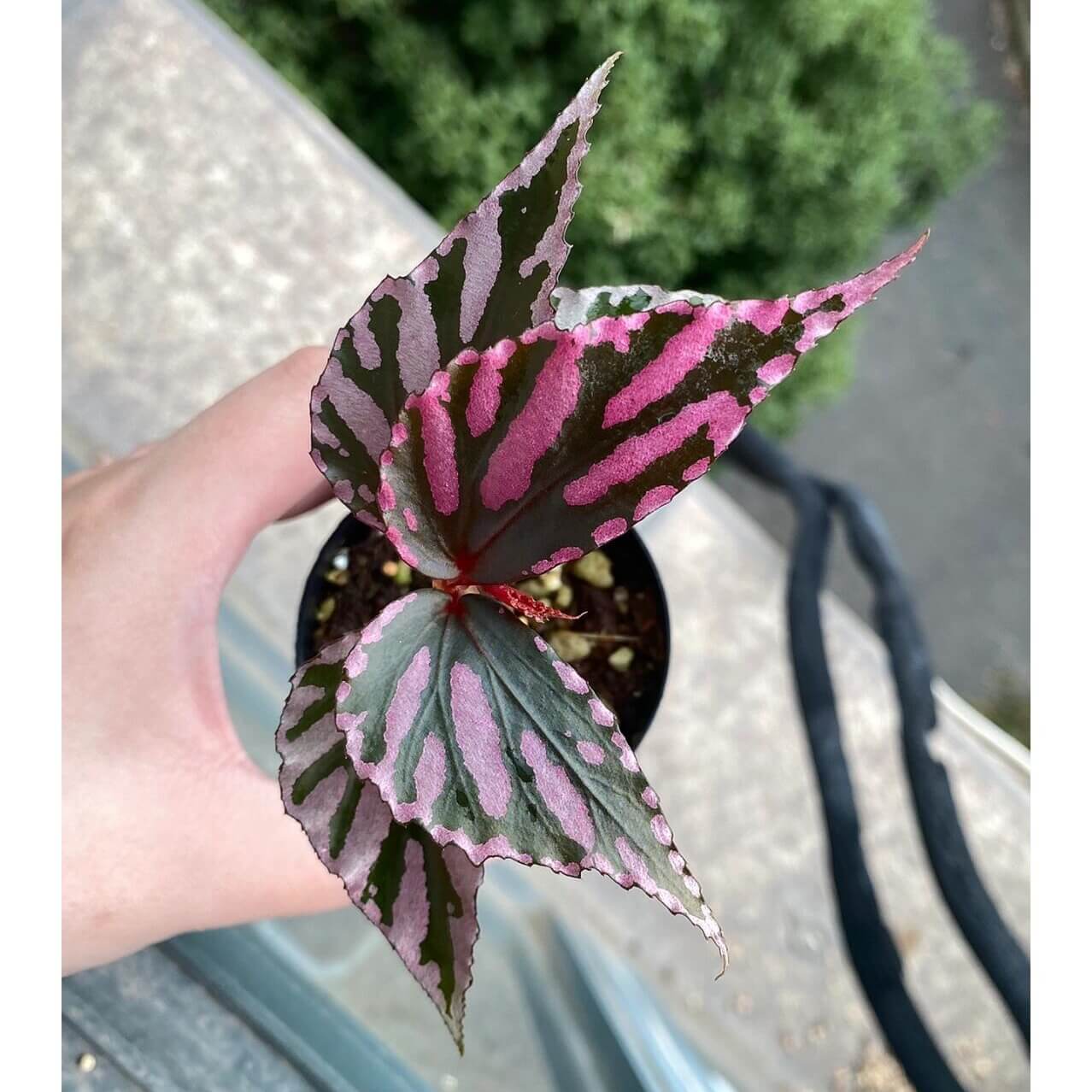 Begonia sp. Julau is a unique begonia species native to Borneo, Malaysia. It has gained popularity among plant enthusiasts for its distinctive foliage and graceful growth habits, making it an ideal choice for collectors and gardeners alike.