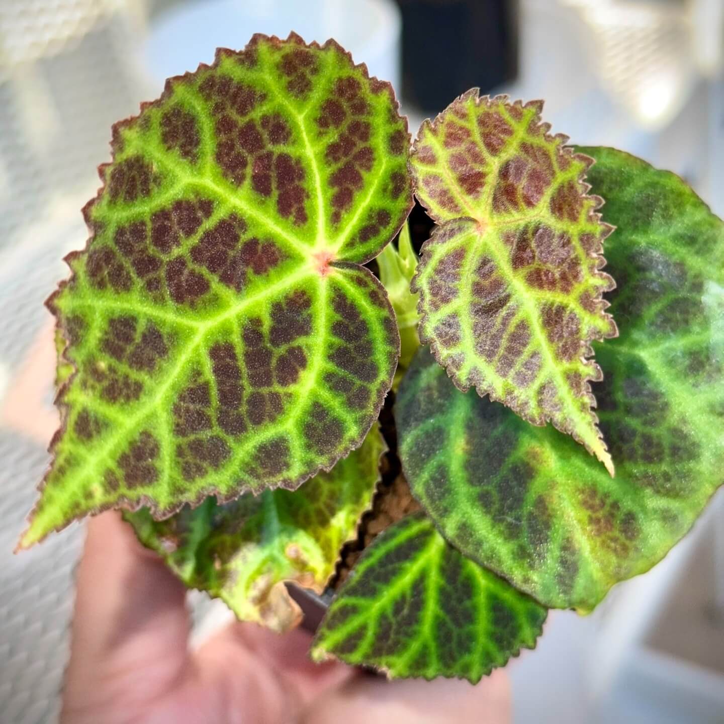 Begonia sp. Kalimantan is a beautiful begonia species native to Kalimantan, Indonesia. This begonia features striking green leaves with bright yellow-green veins, accented by a clear, net-like vein pattern. The vein areas have a lovely brownish tint, and the overall leaf shape is elegantly serrated, adding to its visual appeal. The contrast of vibrant colors and intricate leaf patterns makes this begonia a standout choice for collectors or experienced gardeners.