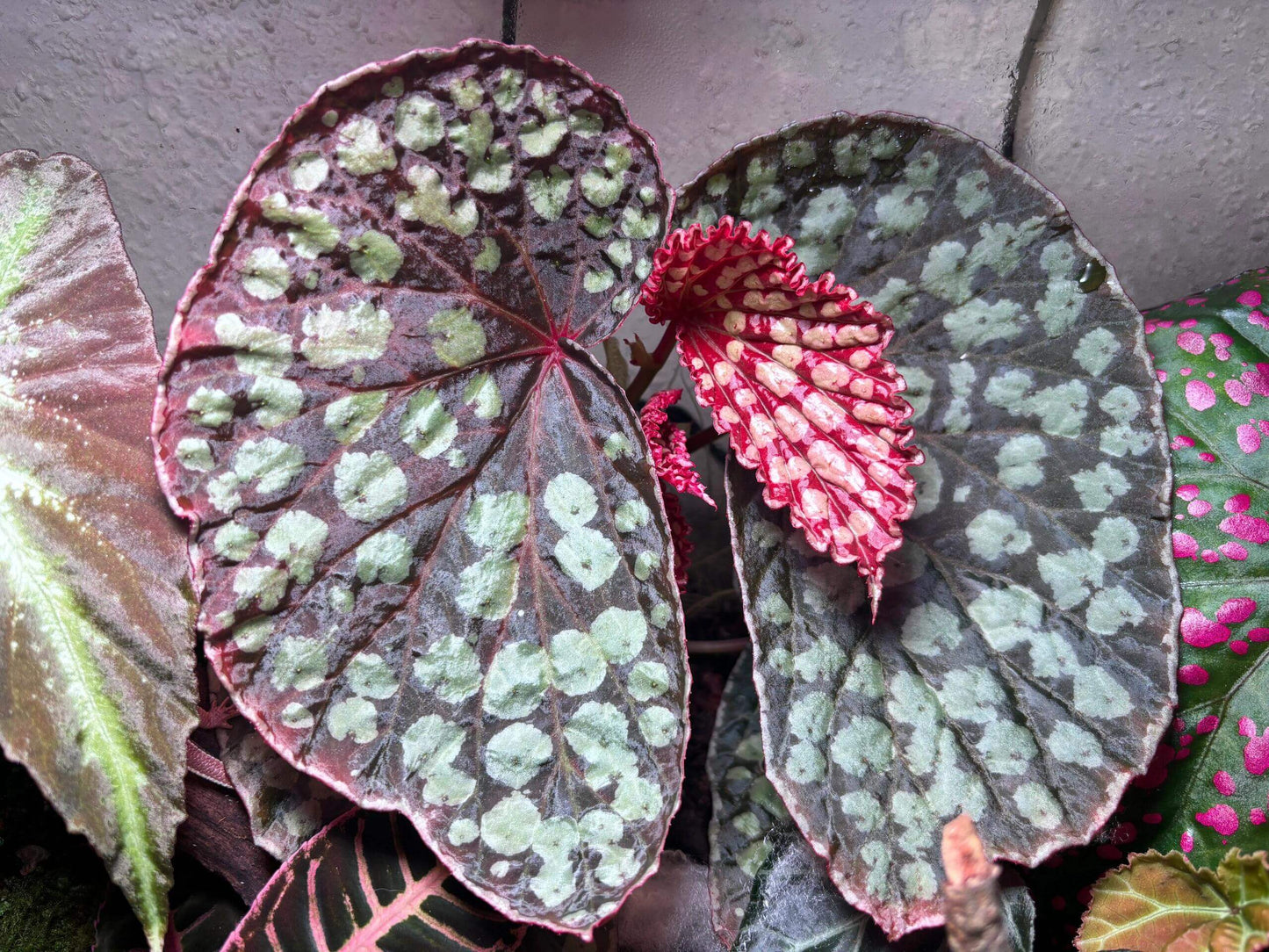 Begonia sp. Kalimantan 'Umbrella' is a unique and visually striking species native to Borneo. This begonia features large, umbrella-shaped leaves with a stunning combination of colors. The leaves are dark green, highlighted with pale green spots that create an eye-catching pattern, especially along the leaf veins. Its soft, velvety texture adds to its overall appeal, making it a favorite among collectors.