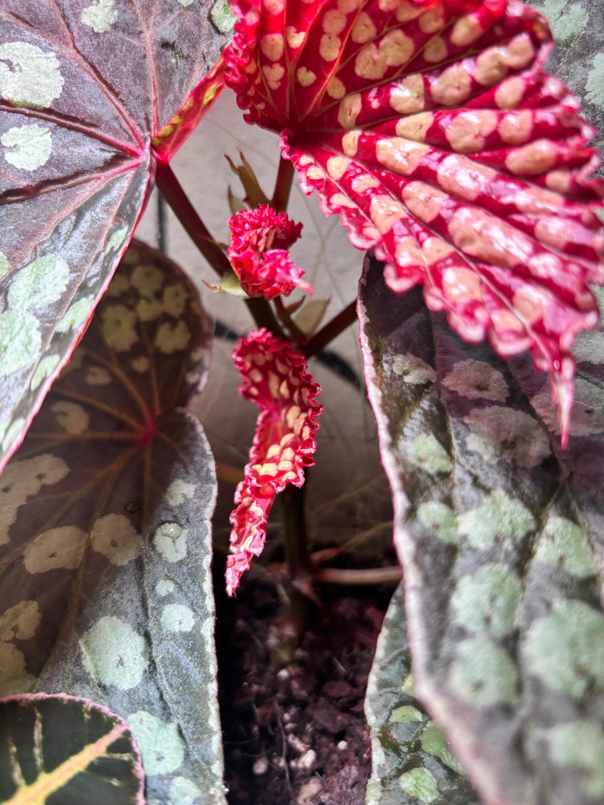 Begonia sp. Kalimantan 'Umbrella' is a unique and visually striking species native to Borneo. This begonia features large, umbrella-shaped leaves with a stunning combination of colors. The leaves are dark green, highlighted with pale green spots that create an eye-catching pattern, especially along the leaf veins. Its soft, velvety texture adds to its overall appeal, making it a favorite among collectors.